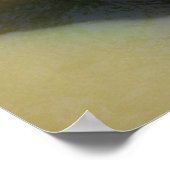 グリズリー熊が泳ぐ ポスター (角)