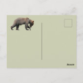 グリズリー熊のアラスカはがき ポストカード (裏面)