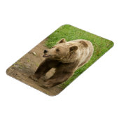 グリズリー磁石 マグネット (左側)