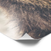 グリズリー茶色のクマ フォトプリント            (角)