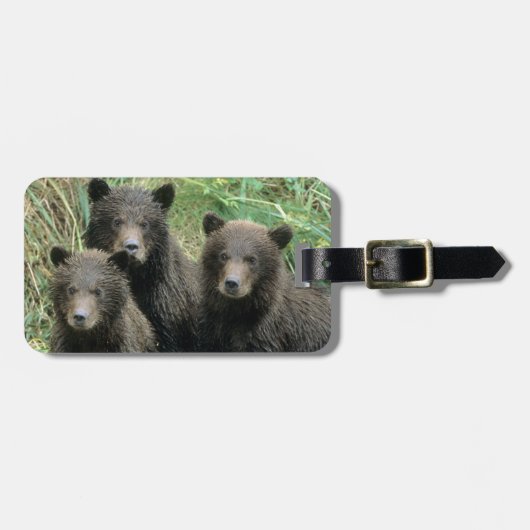 グリズリー3頭のクマの子どもかコイ ラゲッジタグ (正面横)