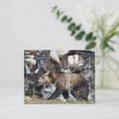 グリズリー・カブ ポストカード (スタンド正面)