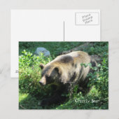 グリズリー·ベア ポストカード (正面/裏面)