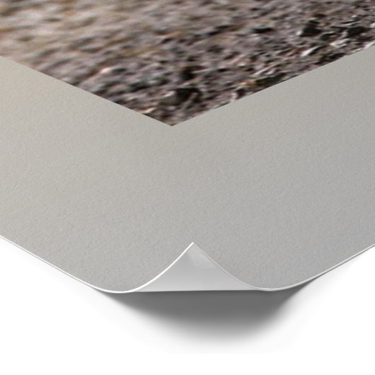 グリズリー ポスター (角)