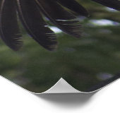 グリフォンのハゲワシ ポスター (角)