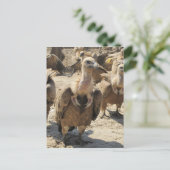 グリフォンのハゲワシ ポストカード (スタンド正面)