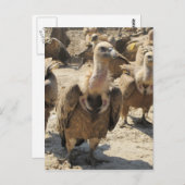 グリフォンのハゲワシ ポストカード (正面/裏面)