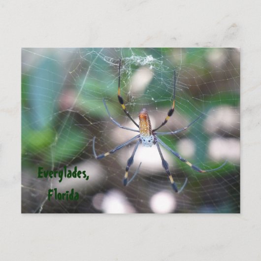 グリュセオースフロリダグリュスカルテポストカルテ ポストカード (正面)