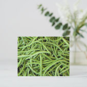 グリューンボーネン ポストカード (スタンド正面)