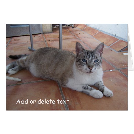 グリーティングカードによる猫の写真 (正面横)