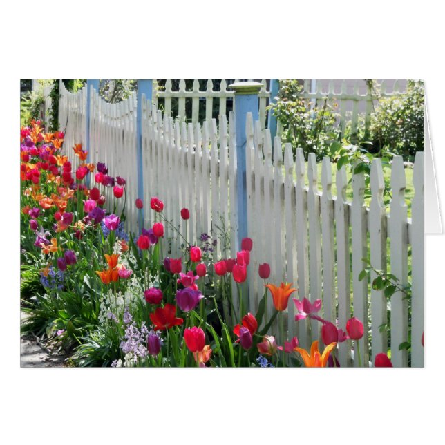 グリーティングカードチューリップガーデンホワイトピケットフェンス (正面横)