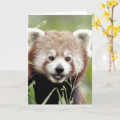 グリーティングカード写真の赤いパンダ、動物0290。 カード (黄色い花)