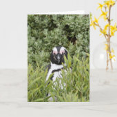 グリーティングカード – アフリカペンギン (黄色い花)