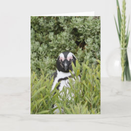 グリーティングカード – アフリカペンギン