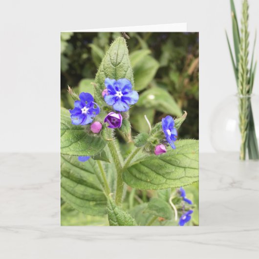 グリーティングカード、ノートカード、フローラ、オンラインのカード カード (正面)