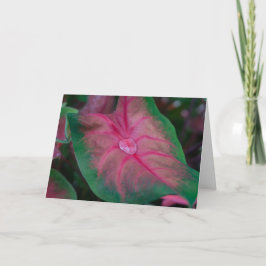 グリーティングカード-庭に雨粒 カード