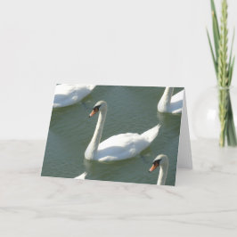 グリーティングカード – 白鳥の色