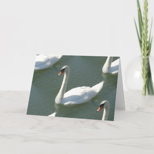 グリーティングカード – 白鳥の色 (正面)