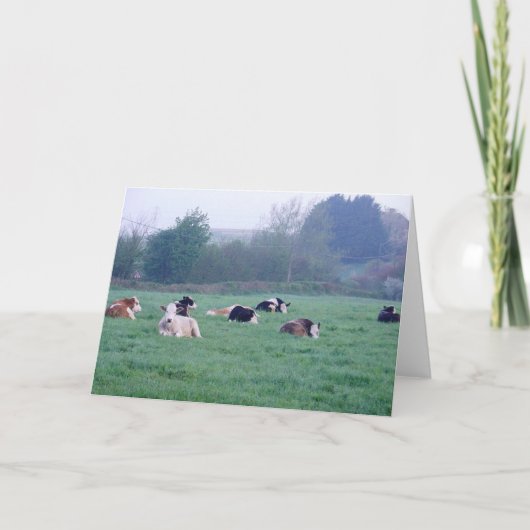 グリーティングカード – 色の牛 (正面)