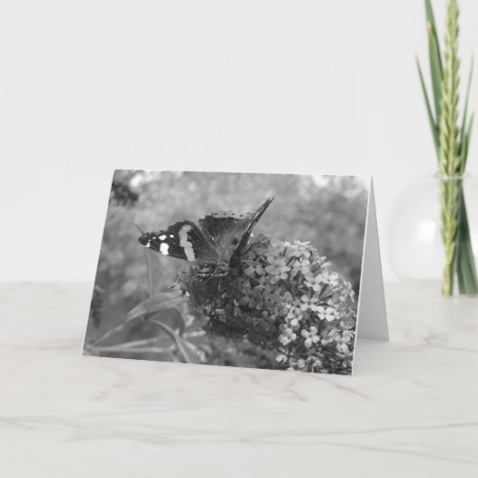 グリーティングカード – Admiral Butterfly in Black & White (正面)