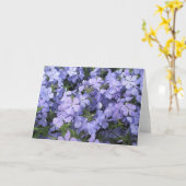 グリーティングカード – Blue Phlox I (黄色い花)