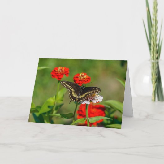 グリーティングカード – Butterfly in Garden in Stowe (正面)
