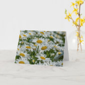 グリーティングカード – Daises in Vermont (黄色い花)