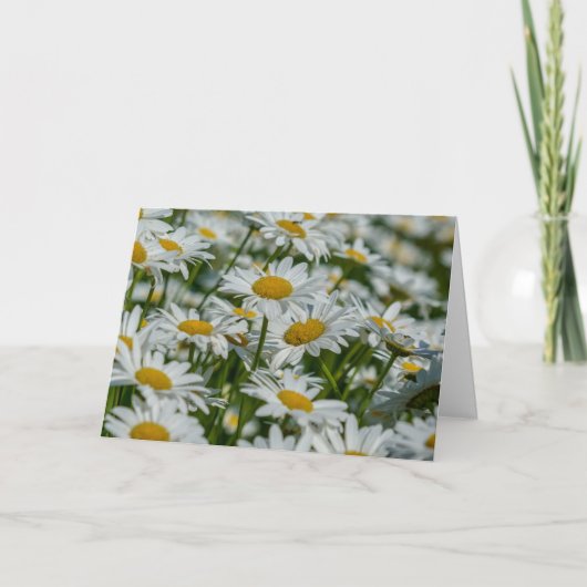 グリーティングカード – Daises in Vermont (正面)