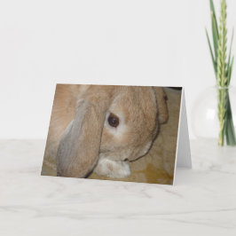 グリーティングカード – Lop Eared Dwarf Rabbit