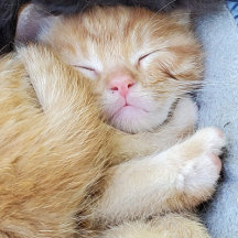 グリーティングカード – Sleeping Kiten