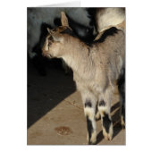 グリーティングカー空白のドの中にヤギを入れる (正面)