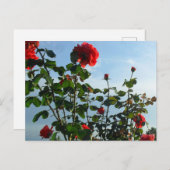 グリーティングバースデーフラットカード ポストカード (正面/裏面)