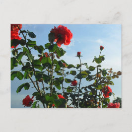 グリーティングバースデーフラットカード ポストカード