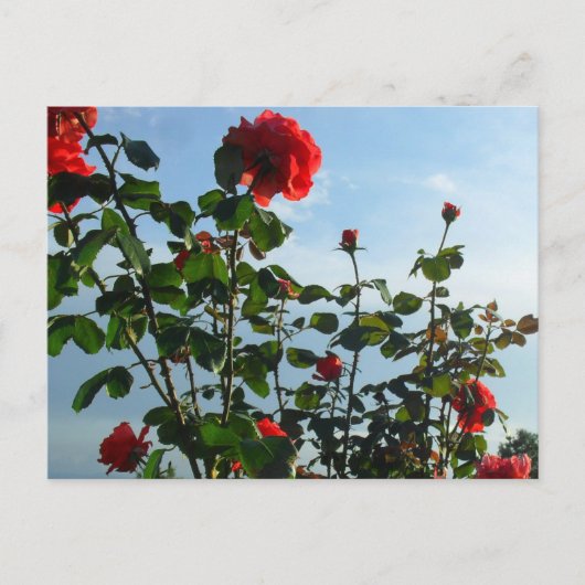 グリーティングバースデーフラットカード ポストカード (正面)