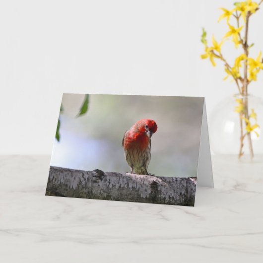 グリーティン疑問に思静かグカードHouse Finch カード (黄色い花)
