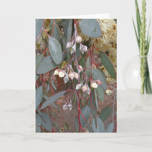 グリーティン空白のグカード – ガムナッツ カード (正面)