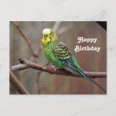 グリーンかわいらしParaketフォト誕生日 ポストカード (正面)