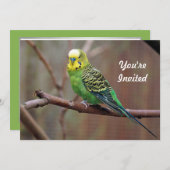 グリーンかわいらしParaketフォト誕生日 招待状 (正面/裏面)