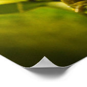 グリーンとゴールデンベルカエルのポスター ポスター (角)