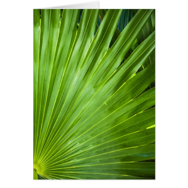 グリーンのファン (正面)