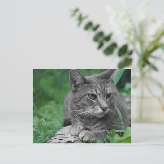 グリーンアイズ猫はがき ポストカード (スタンド正面)