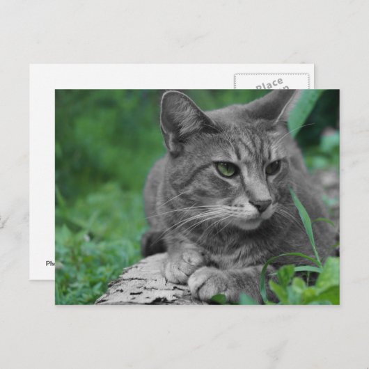 グリーンアイズ猫はがき ポストカード (正面/裏面)