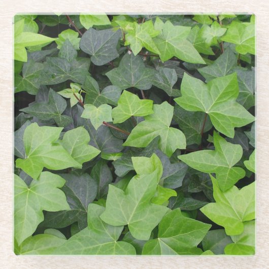 グリーンアイビーボタニカルプリント ガラスコースター (正面)