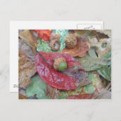 グリーンアコーンon a Red秋 ポストカード (正面/裏面)