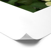 グリーンアジサイのポスター ポスター (角)