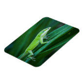 グリーンアノールリザード マグネット (左側)