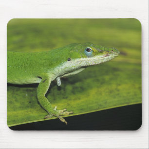 グリーンアノール、グリーンアノリ、カラライナアノール(Anolis carolinensis)、ヤシ マウスパッド