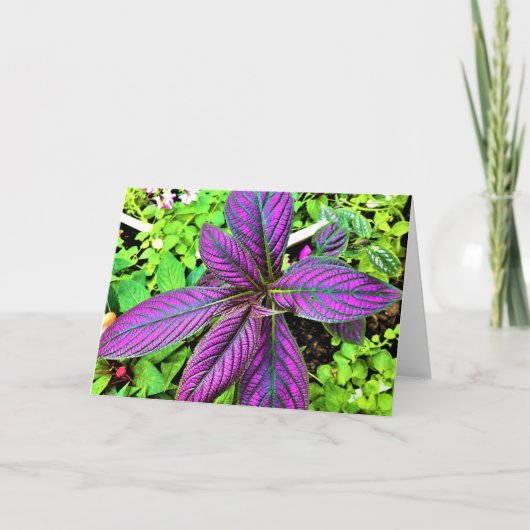 グリーンアース、カード カード (正面)