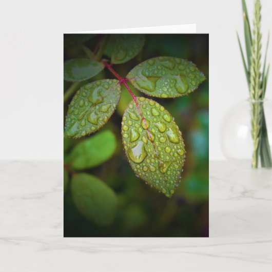 グリーンアース、カード カード (正面)