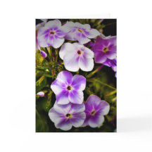 グリーンアース、カード